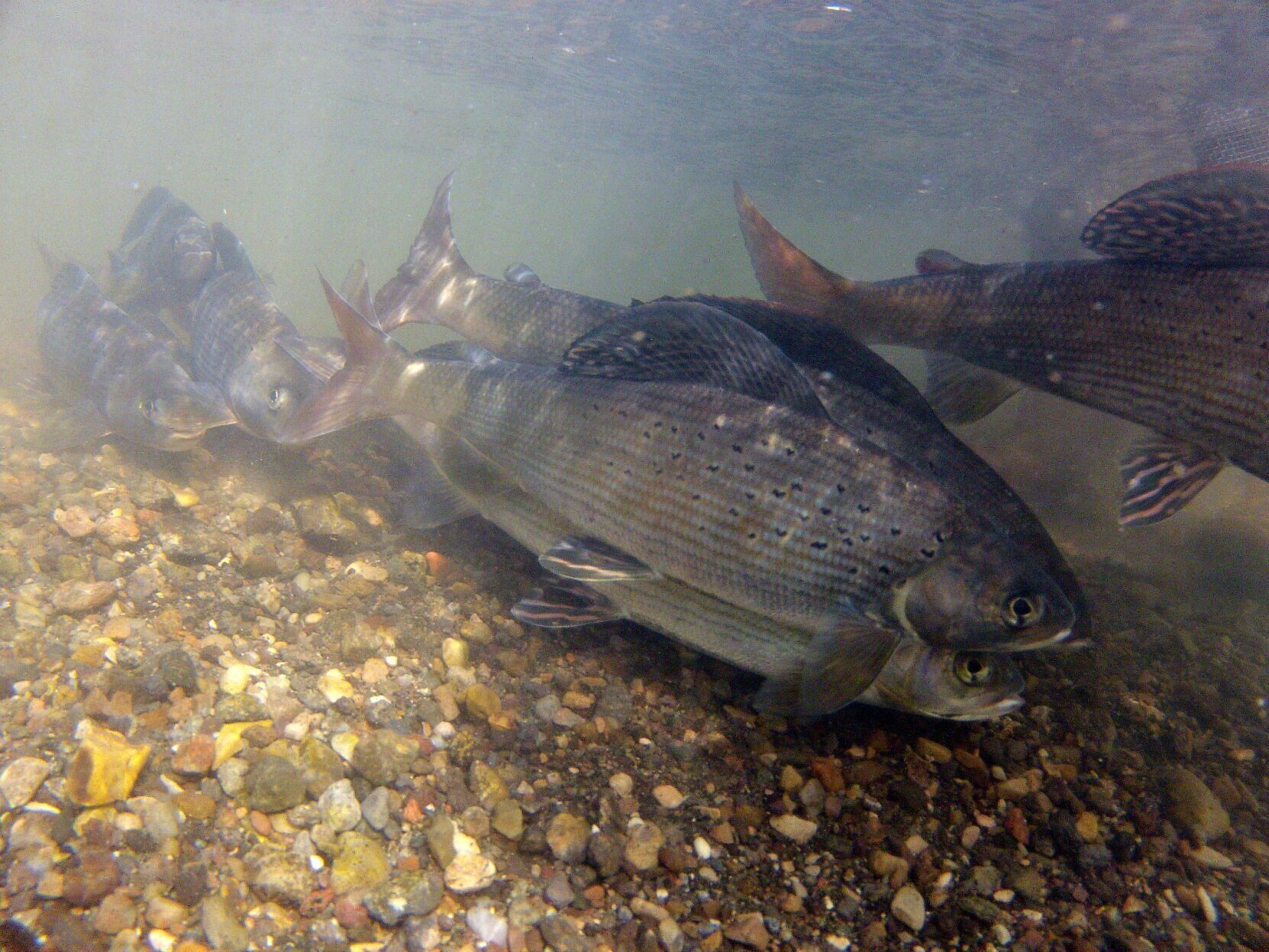 Fluvial Arctic Grayling